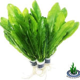 Greenpro Live Aquarium Plants Amazon Sword Echinodorus Martii Major for Decorations 3 Bundle Package Provides Healthy Environment