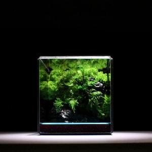 Green Cliff Terrarium, Glass Terrarium, Glass Geometric Terrarium, Miniature Terrarium, Florarium, Preserved Moss Terrarium, Georarium