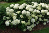 Invincibelle? Wee White Hydrangea Flower Delivery