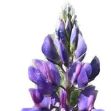 Arroyo Lupine seeds