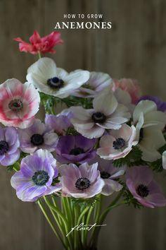 How to Grow Anemones Flower Delivery