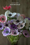 How to Grow Anemones Flower Delivery