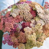 Yarrow Summer Pastel Mix - Seeds