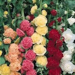 Charters Double Mix Hollyhock seeds 15 count