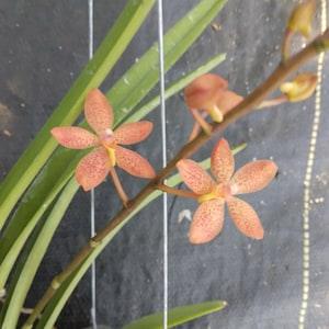 Orchid Vanda Ren. monachica x curvifolium Tropical Plant
