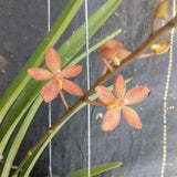 Orchid Vanda Ren. monachica x curvifolium Tropical Plant