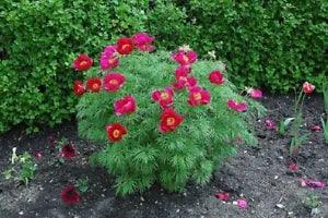 "Paeonia Tenuifolia" Bright Pink Peony Flower Seeds Pink Fernleaf Peony Shrub