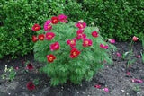 "Paeonia Tenuifolia" Bright Pink Peony Flower Seeds Pink Fernleaf Peony Shrub