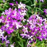 3000 Evening Scented (Night) Stock Matthiola Flower Seeds Bulk Perfume Plant, Lilac-Pink Mix - New