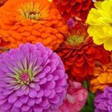 zinnia elegans flower mix seeds - code 109