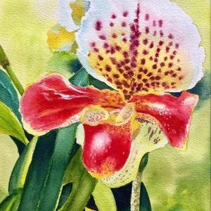 Orchid original watercolor painting, Lady's slipper red white orchid, floral painting
