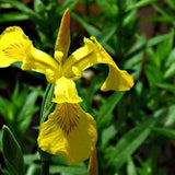 Yellow Iris Flower 15 Plant Seeds