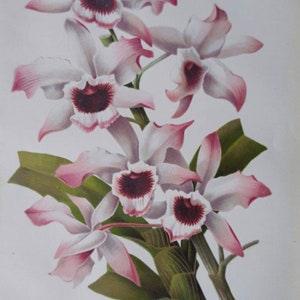 Dendrobium Leechianum, Orchid family. Artist: J R Guillot, Revue Horticole 1904. Chromolithograph, antique botanical. White flower.