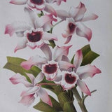 Dendrobium Leechianum, Orchid family. Artist: J R Guillot, Revue Horticole 1904. Chromolithograph, antique botanical. White flower.