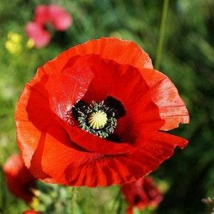 Poppy Flower Seeds, Red "COOL BEANS N SPROUTS" Brand. Home Gardening
