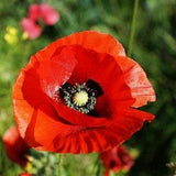 Poppy Flower Seeds, Red "COOL BEANS N SPROUTS" Brand. Home Gardening