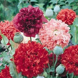 50 Peony Poppy Seed Mix / Paeony/ Pompom/ Flower Seeds/ Poppies / English Garden / Papaver somniferum / Paeoniifloum / Breadseed