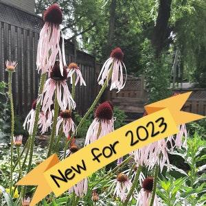Pale Purple Coneflower seeds