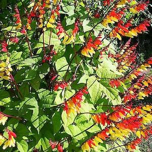 JUNGLE QUEEN - Mina Lobata - 65 seeds - Climbing flower