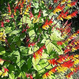 JUNGLE QUEEN - Mina Lobata - 65 seeds - Climbing flower