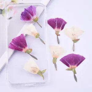 8PCS real side Pressed Clarkia amoena Flower, natural 3 colors dry flower FCD58