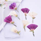 8PCS real side Pressed Clarkia amoena Flower, natural 3 colors dry flower FCD58