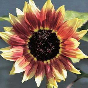 Yellow and Red Sunflower seeds for planting - Florenza