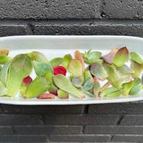20 BULK leaves | Korean + local succulent propagation leaves with variety | grow your own succulents | bundle pack for Canadian growers