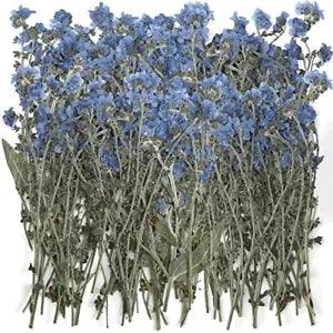 50 Pcs Natural Forget Me Not Pressed Dried Flowers Blue DonT Forget Me Dried Fl