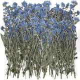 50 Pcs Natural Forget Me Not Pressed Dried Flowers Blue DonT Forget Me Dried Fl