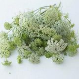 Ammi Green Mist Seeds Queen Anne??s Lace flower bishops flower Ammi visnaga cut flower bouquet dried flowers from Dizzy Bees Urban Garden