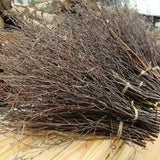 A Bundle Natural Birch Twigs Birch Branches Centerpieces Decorative*1 Party U9W0