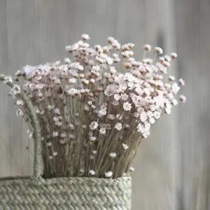 50pcs Mini Star Chrysanthemum Dried Flower Bouquet Home Party Decoration Floral