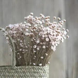 50pcs Mini Star Chrysanthemum Dried Flower Bouquet Home Party Decoration Floral
