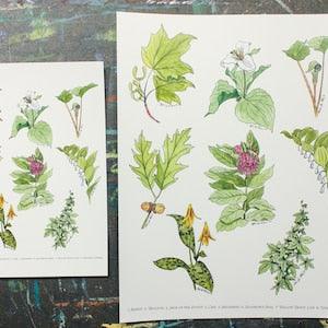 Windsor Essex Local Plants Art Print