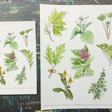 Windsor Essex Local Plants Art Print