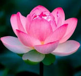 ? Lotus Flower Lotus Aquatic Plants Water Seed water lily colorful seeds LS19-03