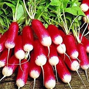 100 Seeds-  Organic Radish Mila Seeds -Z098-Raphamus Sativus