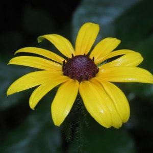 Black-Eyed Susan (Rudbeckia hirta) - Biennial Wildflower - 40+ Seeds
