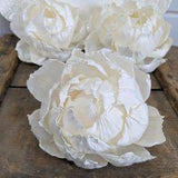 Search: 41 results found for "peony" Flower Delivery