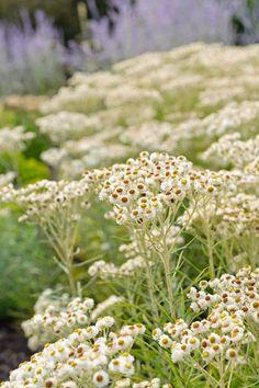 Anaphalis margaritacea (Pearly Everlasting) Flower Delivery