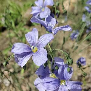 Wild Blue Flax - Linum lewisii - Canadian Native Wildflower Seeds
