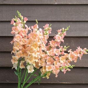 30 Chantilly Light Salmon Snapdragon Seed / Antirrhinum majus / Cut Flower / Container Gardening / English Garden / Wildflowers / Bouquet