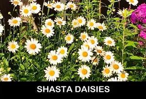 ??3/ SHASTA DAISY PLANTS Live BARE ROOT Starter Plants Perennial USA Grown