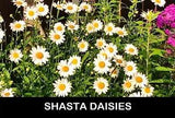 ??3/ SHASTA DAISY PLANTS Live BARE ROOT Starter Plants Perennial USA Grown