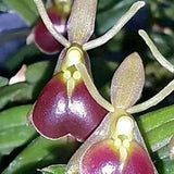 epidendrum orchid porpax in bloom with flowers miniature orchid