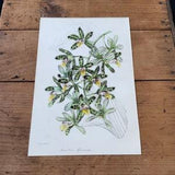 African Ansellia Orchid, 1847 Hand-Colored Paxton Lithograph, Original Antique Botanical Print