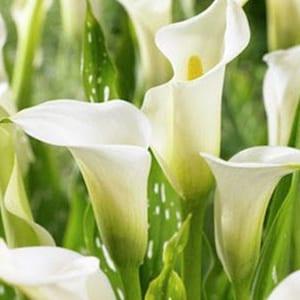 10x Calla lily small bulbs Elegant white blooms (Zantedeschia) In growth stage. Summer flowering Hardy Perennial Rare plant for Patio pots