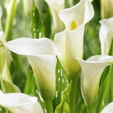 10x Calla lily small bulbs Elegant white blooms (Zantedeschia) In growth stage. Summer flowering Hardy Perennial Rare plant for Patio pots