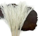 10 Pieces 14-16" Bleached White Preserved Dried Horsetail Whisk Plume Reed Grass